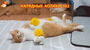 Нарядные Котики расслабляются на солнышке 🌞 🐈🐈🐈 (302)