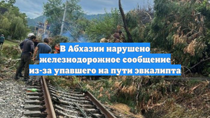В Абхазии нарушено железнодорожное сообщение из-за упавшего на пути эвкалипта