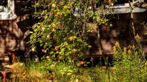 Шалово-Перечицкий заповедник