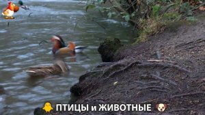 Видео про животных и птиц для души (97)