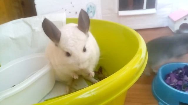 Chinchilla