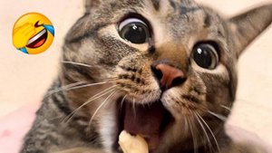 Смешные видео с кошками и собаками (Подборка №51)