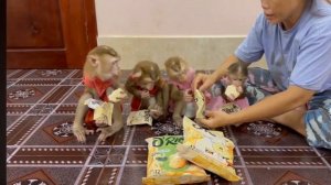 Обезьянки лапуськи тащат маме пакеты Пищат прыгают просят кушать Едят крошки подбирают милашки