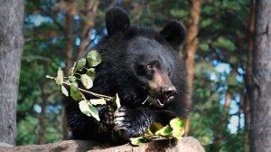 Медвежата Фима и Дуся получили самые вкусные патиссоны и зеленые листки.