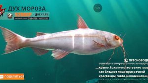 расказ и обучение игре Fishing Master