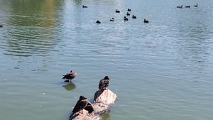 Доброе утиное утро ( 7 сентября)