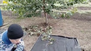 Осенние работы в саду. Рассказ как посадить клубнику.