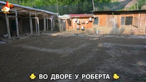 Содержание кур в домашних условиях и других птиц во дворе у Роберта 🐣🐤🦆🐔🪿🦃 (213)