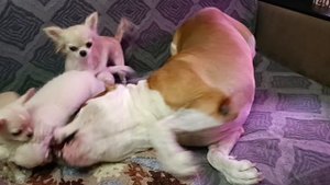 Tcenniy Prize Power Of Origin ( Танк), и его крошечные друзья.