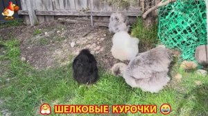 Шелковые курочки пушистые шарики ❣️🤗😂 (12)