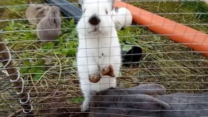 Дом у озера. Кролики в вольере. 05.09.2025.