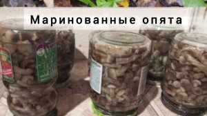 Маринованные опята на зиму