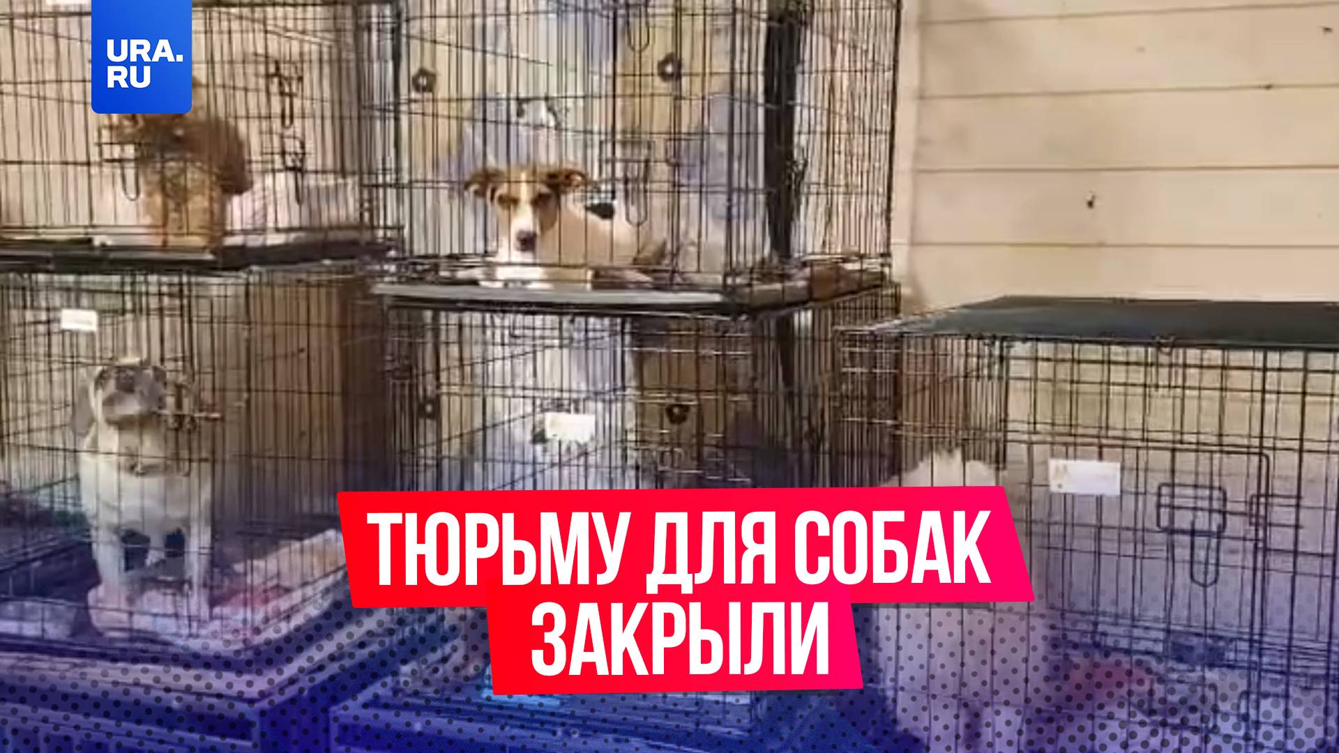 Владелицу тюрьмы для собак из подмосковного Чехова задержали