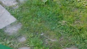 7.09.2025.Усадьба Парк Кино Ляхово. Парк Сибирских Кошек. Домодедово. Планы.Обзор проводимых работ н