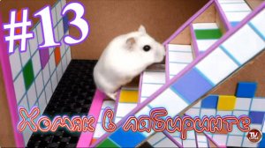Хомяк в лабиринте (13 серия)