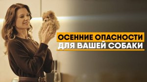 Как обработать собаку от клещей | Пироплазмоз, бабезиоз |Профилактика глистов