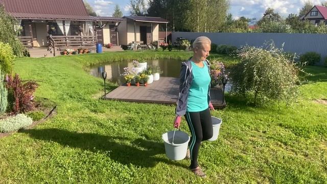 В деревню на дачуСажаю хризантемыПродолжаем живую изгородь30августа2025саддачадеревня