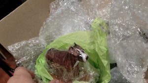 Tcenniy Prize Empress 7 y.