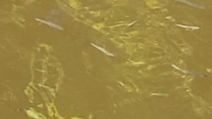 АДМИРАЛТЕЙКИЙ  КАНАЛ В  ПИТЕРЕ . 2025г