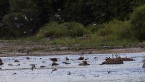 Ласточки на ужине