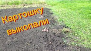 Ура, свершилось. Картошку мы выкопали!