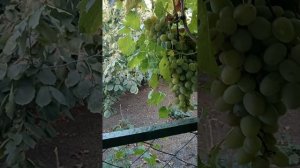 Виноград. Забор в 30 метров готов.!!!!