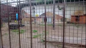 Шархан Вечерняя перекличка и Спокойной ночи 07.09.2025 Видео от Ивана