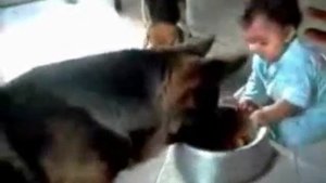 Поделись миской / видео приколы 2025 смотреть онлайн / приколы видео самые смешные /