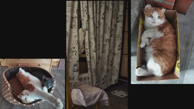 Наш солнечный Рыжик!