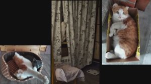 Наш солнечный Рыжик!