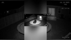 Забавные животные