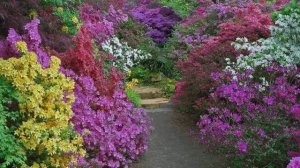 Сады Мира - / Сергей Чекалин Осень /