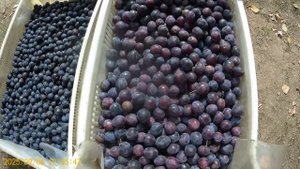 Осенние хлопоты на Огороде.