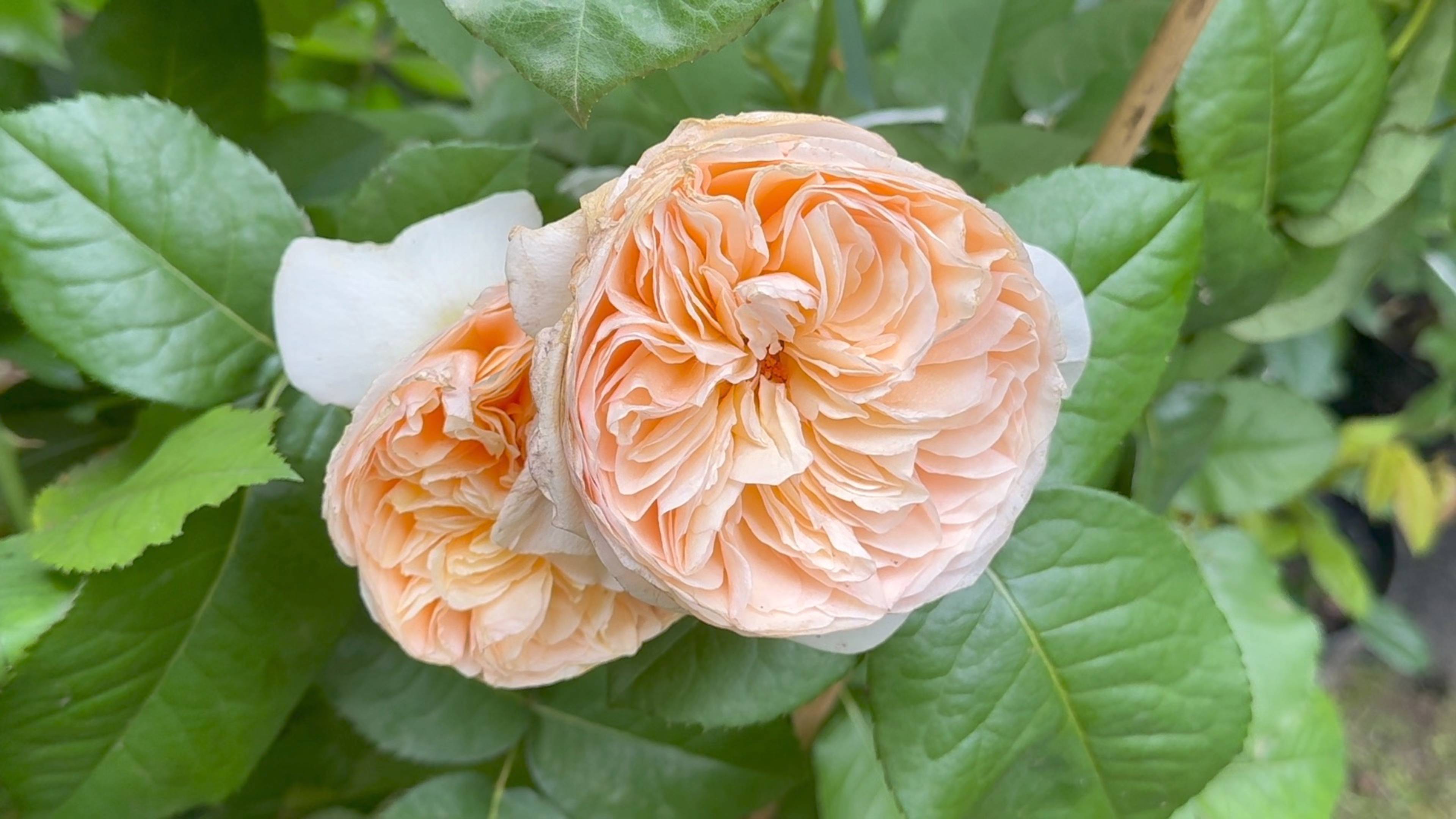 Июнь в Саду 21 июня 2025 часть 3