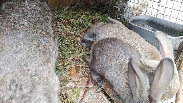 кролики других породы  смесь смотреть онлайн