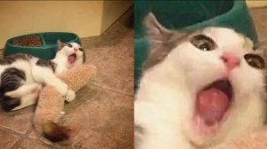 Смешные видео с кошками и собаками (Подборка №43)