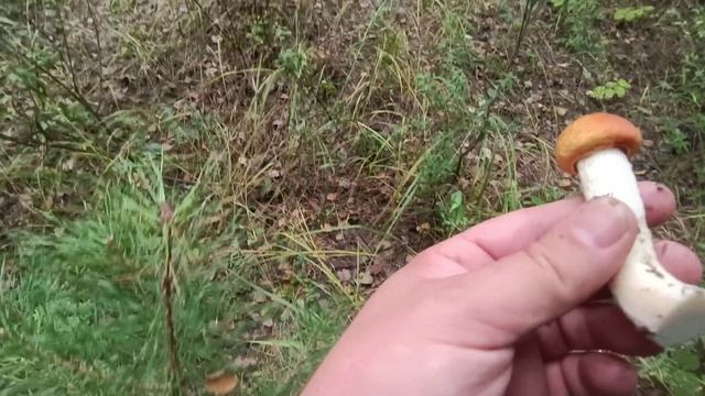 Грибалка в августе в Тольятти