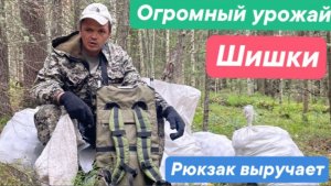 Огромный урожай шишки. Станковый рюкзак выручает.