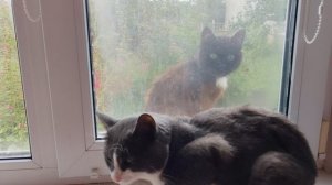 деревенские коты смотрят друг на друга через окно в деревне