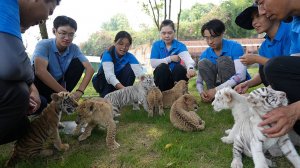 Сразу десять новорожденных львят и тигрят показали в китайском зоопарке