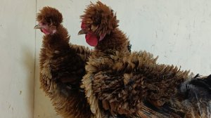 07-09-2025. В ящике лучше неслись.🙄🥚🐔