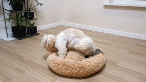 игры животных и садовые цветы..растения