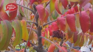 Уютная золотая осень....