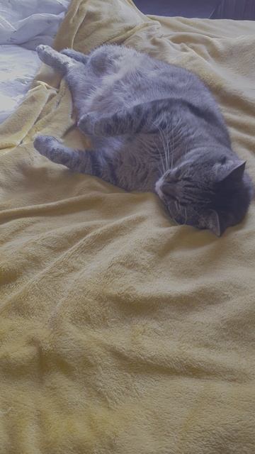 жаба😃 смотреть онлайн