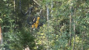 Как добывают лес.