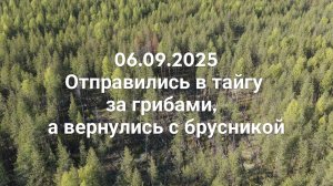 Поехали в лес за грибами, а вернулись с брусникой. Ухта сентябрь 2025. Испытание  Active Track.