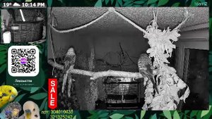 Волнистые попугаи 🦜🦜🦜 | авиарий на балконе📍