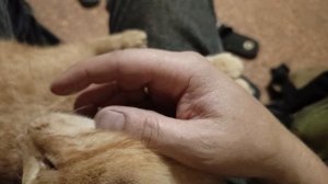 рыжий Мурчалка.Васька Доллар
