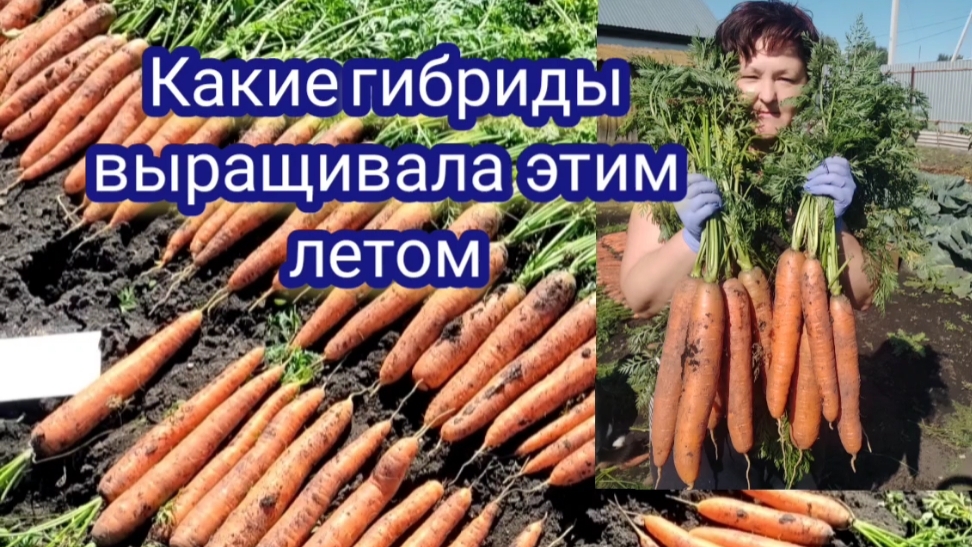 Убираю морковь. Урожай порадовал. Балтимор не подвёл. Какие гибриды выращивала в сезоне 2025
