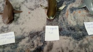 акулы мира и их размеры.